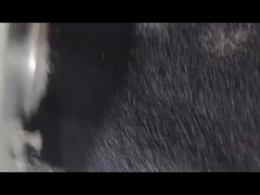 Masterbatch di dessicante nero Masterbatch di defoaming